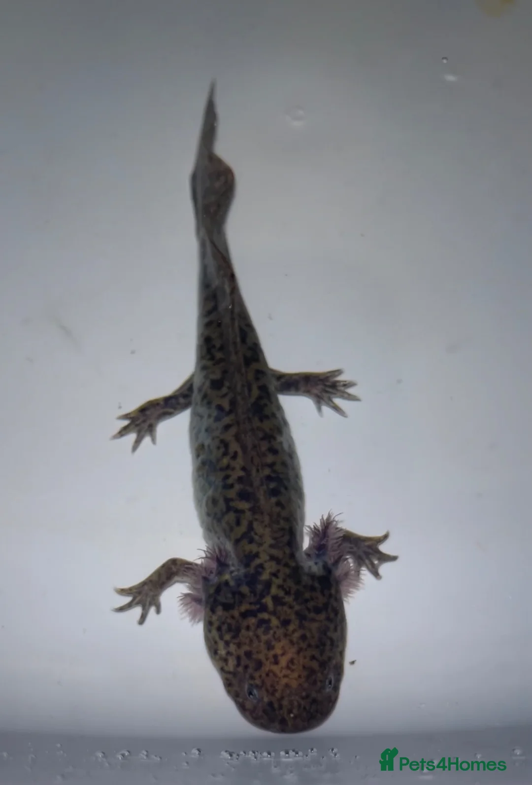 Axolotl reptiles for sale: melanoid axolotl in Blyth - Advert 1