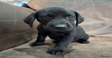 Labrador Retriever dogs - Advert 5