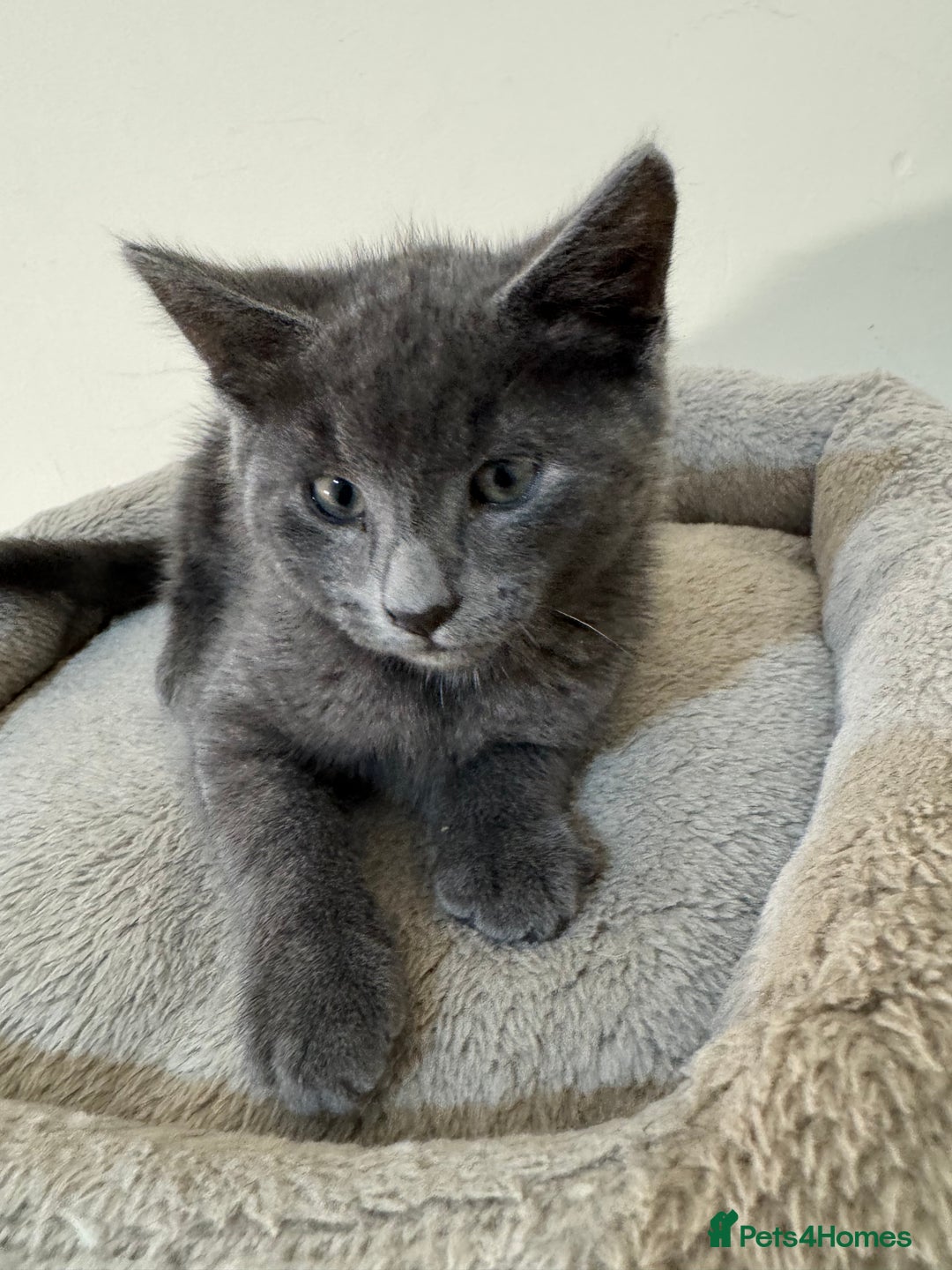 Domestic Shorthair cats for sale: Tabby kitten and Russian blue cross - Advert 4