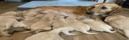 Golden Retriever dogs for sale: 🐾 Truly special KC Puppies in Builth Wells - Advert 2