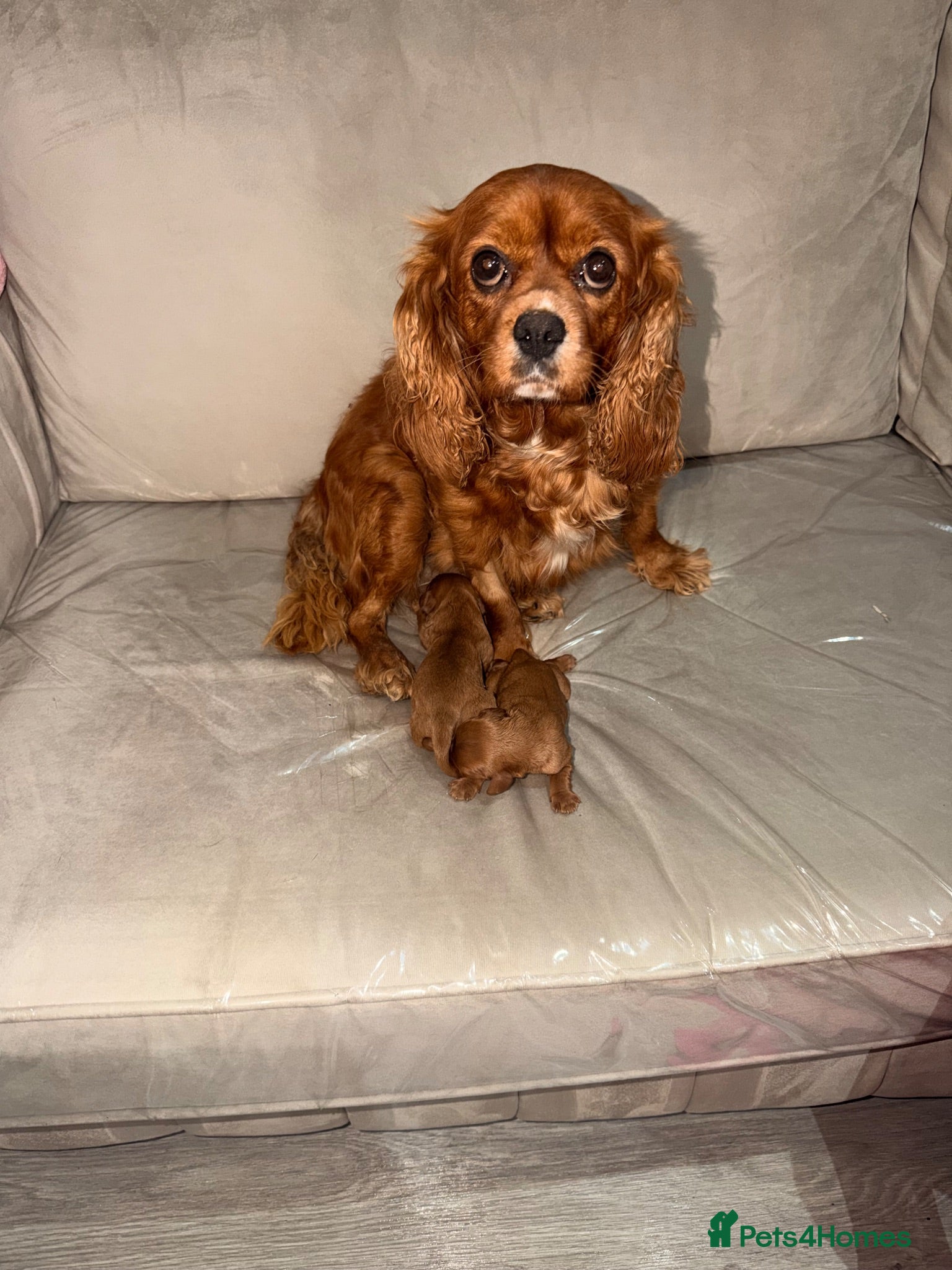 Cavalier King Charles Spaniel dogs Ruby red King Charles Cavalier - Advert 13