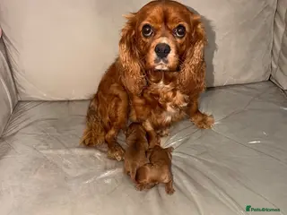 Cavalier King Charles Spaniel dogs Ruby red King Charles Cavalier - Advert 4
