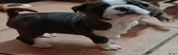 Boston Terrier dogs for sale: BOSTON TERRIER CROSS PUPPIES FOR SALE in London - Advert 7