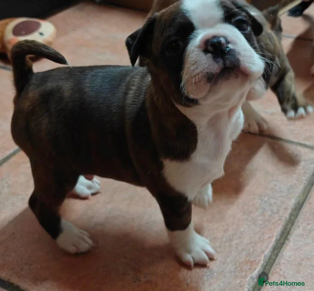 Boston Terrier dogs for sale: BOSTON TERRIER CROSS PUPPIES FOR SALE in London - Advert 7