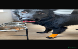 Mixed Breed dogs for sale: Ladybug - Advert 4