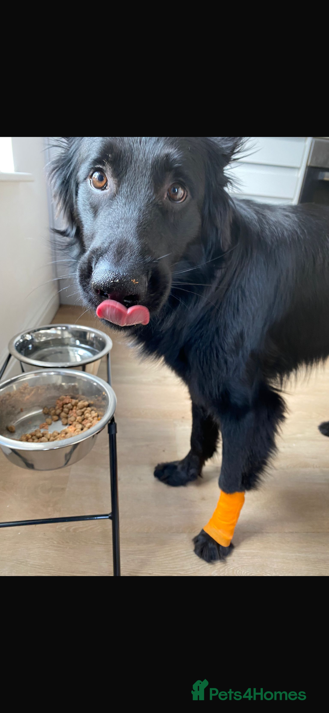 Mixed Breed dogs for sale: Ladybug - Advert 4