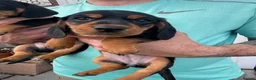 Miniature Dachshund dogs for sale: Ready now-1 KC registered miniature dachshund boy - Advert 10