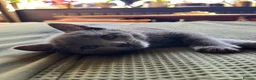 Russian Blue cats for sale: Pedigree Russian Blue Kittens - Advert 9