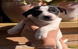 Jack Russell dogs for sale: Jack Russell Pups - Image 5