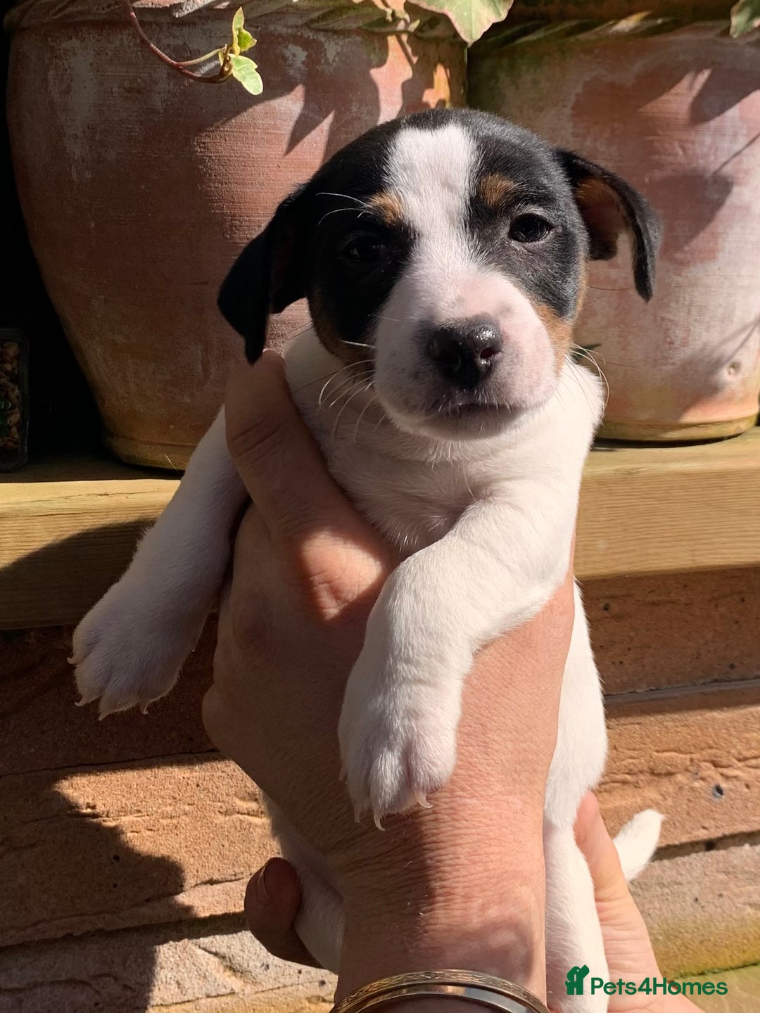 Jack Russell dogs for sale: Jack Russell Pups - Image 5