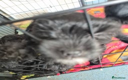 Mixed Breed dogs for sale: Black cockapoo - Image 4