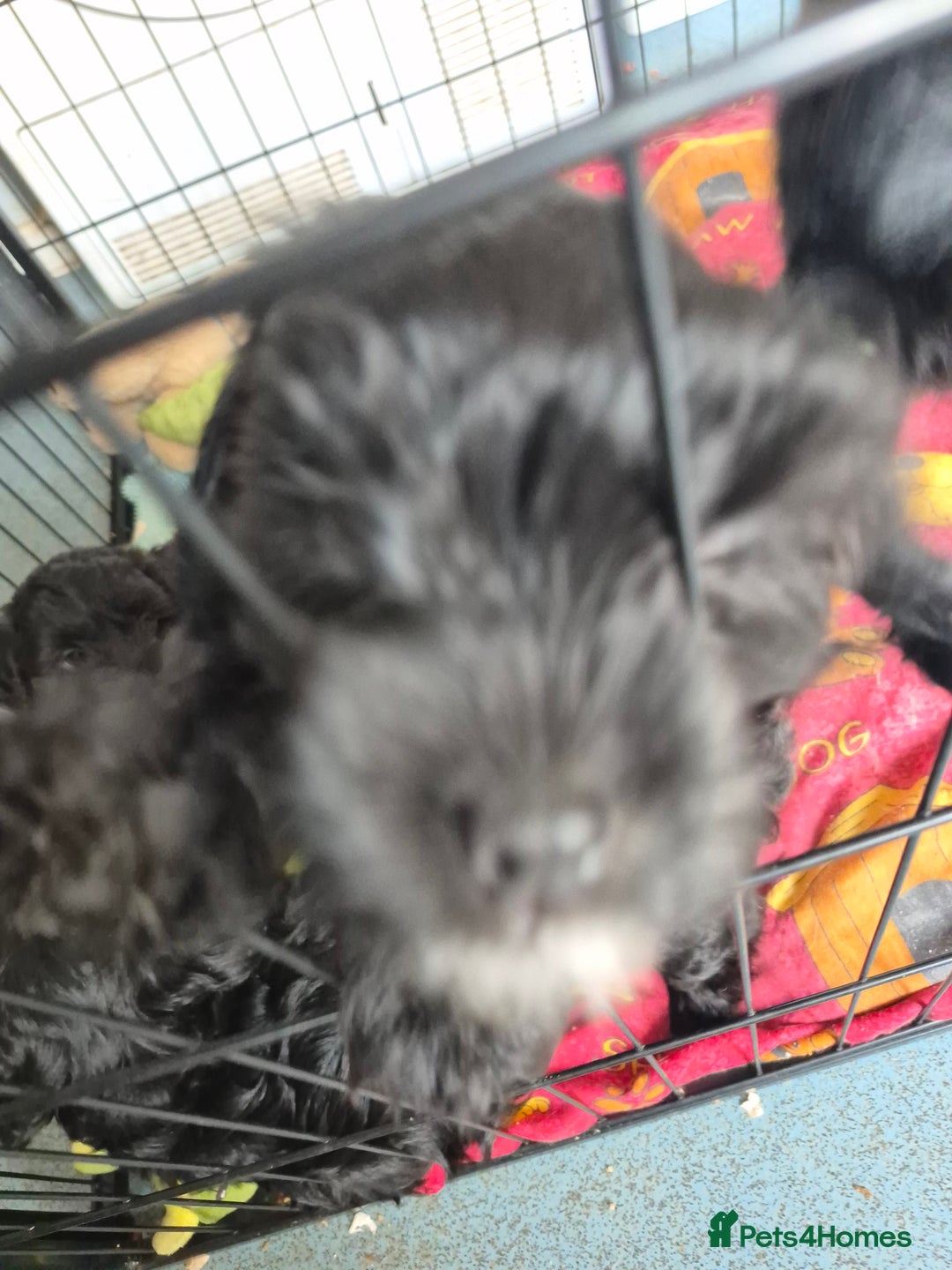 Mixed Breed dogs for sale: Black cockapoo - Image 4
