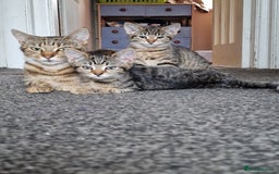 Domestic Shorthair cats for sale: 3 beatiful kittens for the price £200 altogether - Image 13