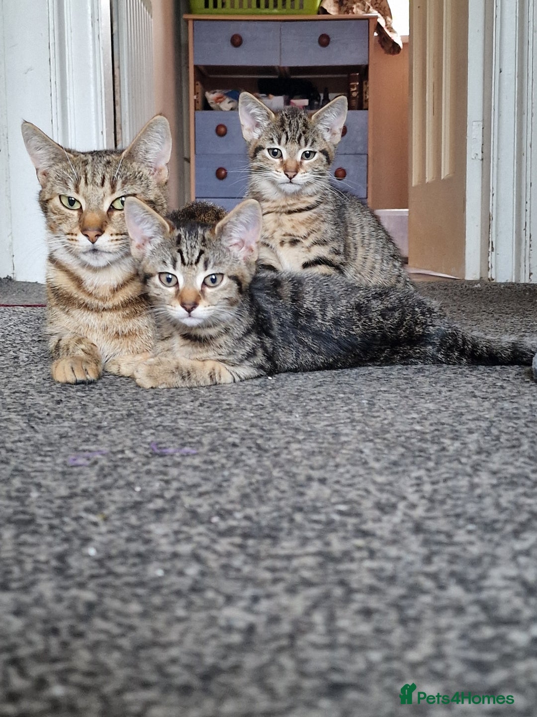 Domestic Shorthair cats for sale: 3 beatiful kittens for the price £200 altogether - Image 13