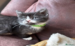 British Shorthair cats for sale: Gorgeous British Shorthair Kittens   - Image 15