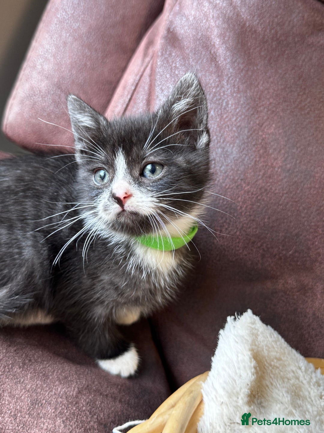 British Shorthair cats for sale: Gorgeous British Shorthair Kittens   - Image 15