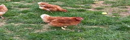 Chickens poultry for sale: Brown hens  - Advert 3