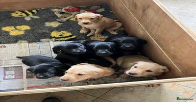 Labrador Retriever dogs - Advert 6