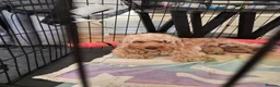 Cockapoo dogs for sale: Red Fox & White Cockapoo puppies   in Aberdeen - Advert 1