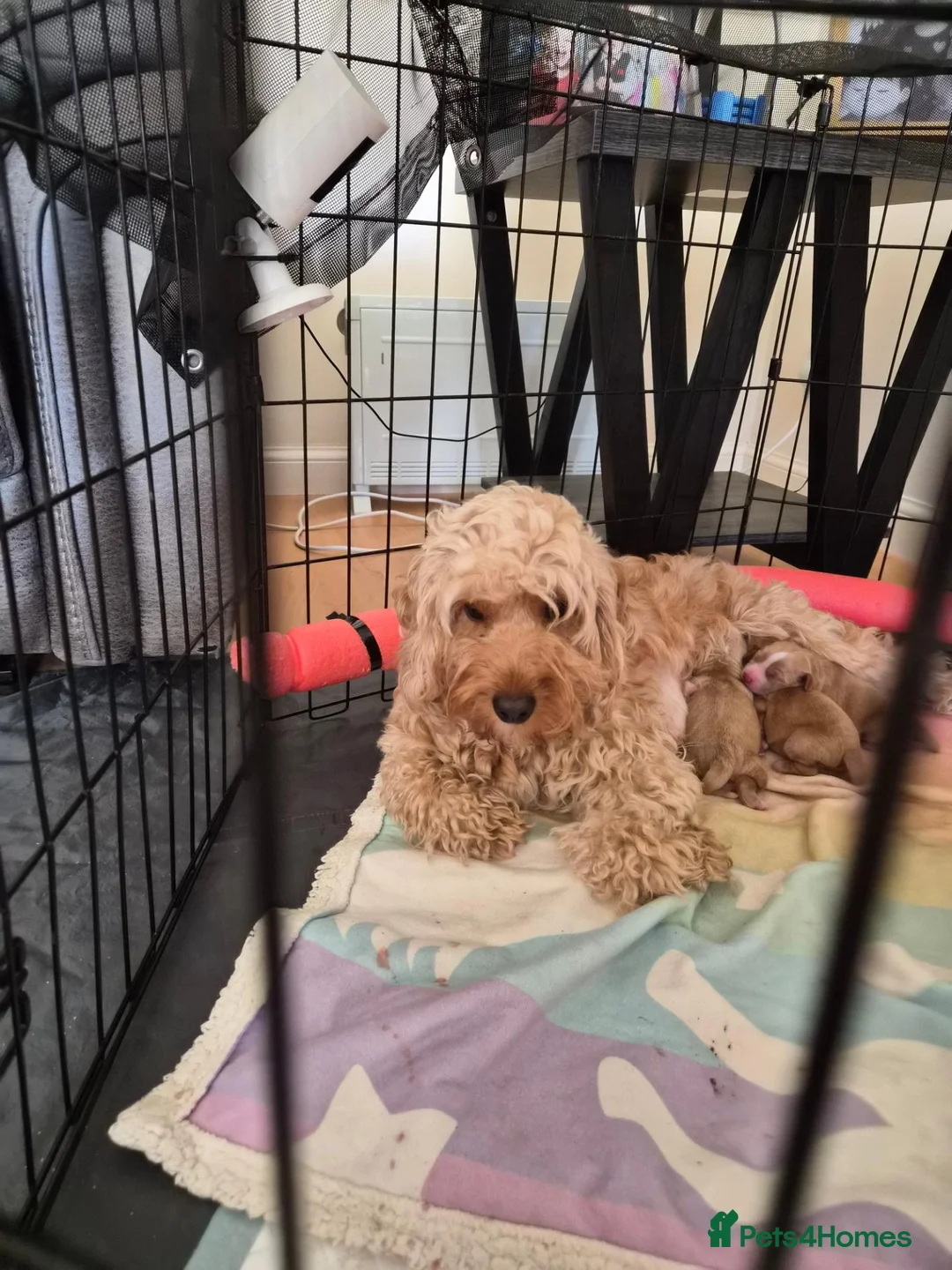 Cockapoo dogs for sale: Red Fox & White Cockapoo puppies   in Aberdeen - Advert 1