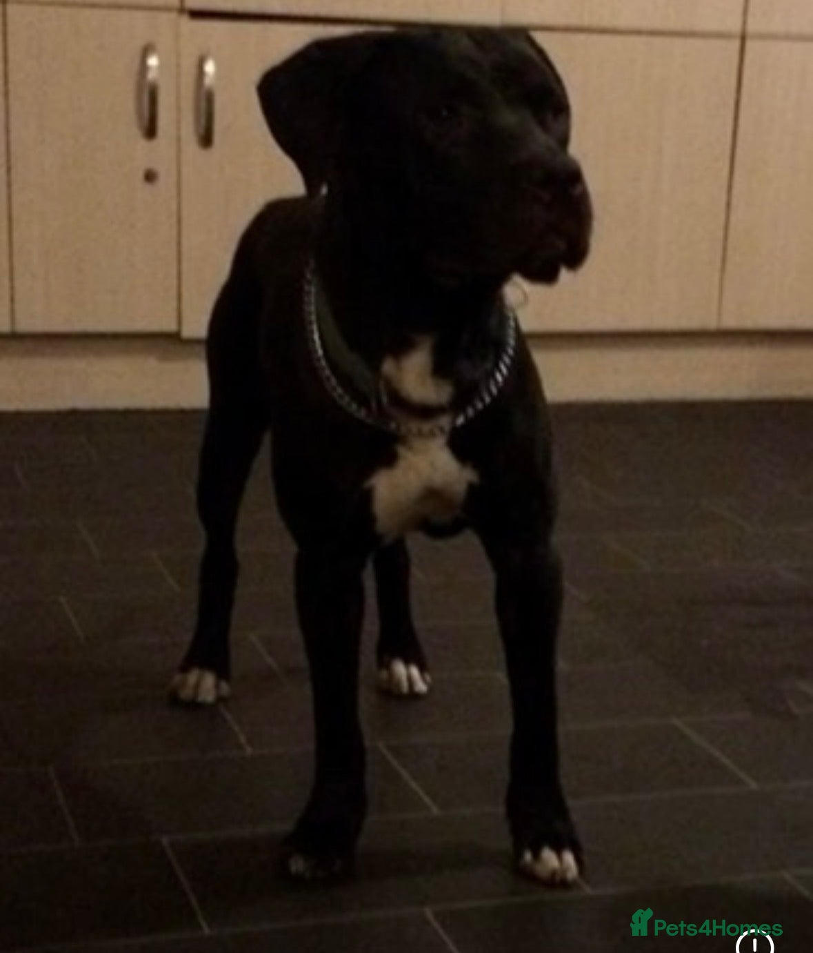 Mixed Breed dogs 14 month old for sale  - Advert 2