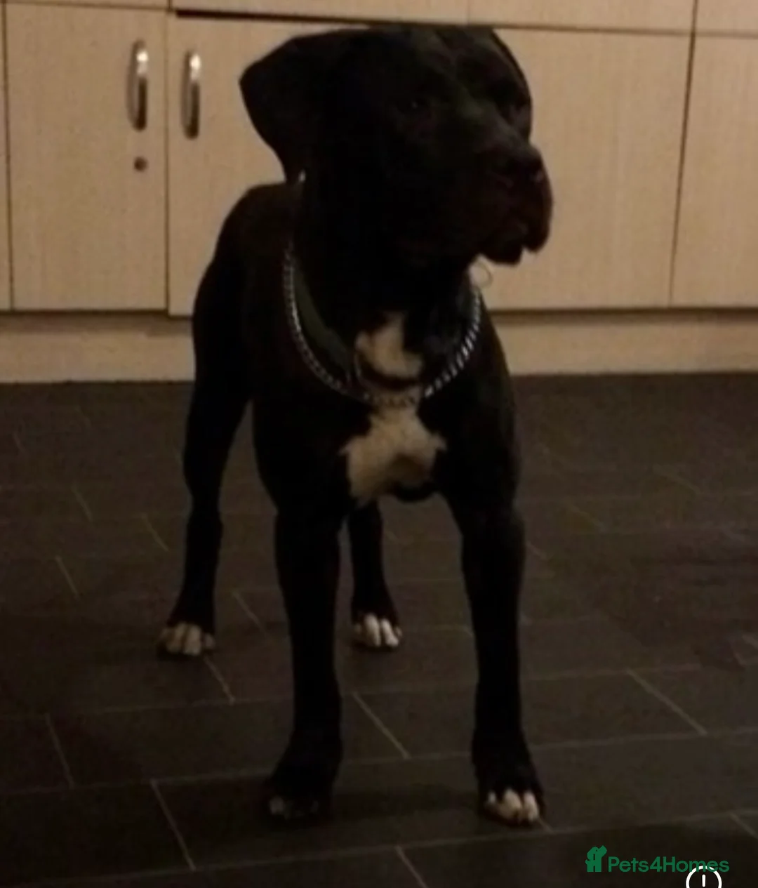 Mixed Breed dogs for sale: 14 month old for sale  - Advert 1