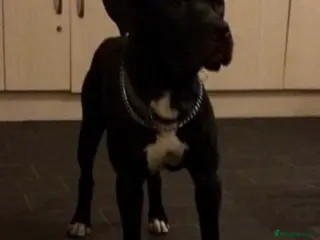 Mixed Breed dogs 14 month old for sale - Advert 1