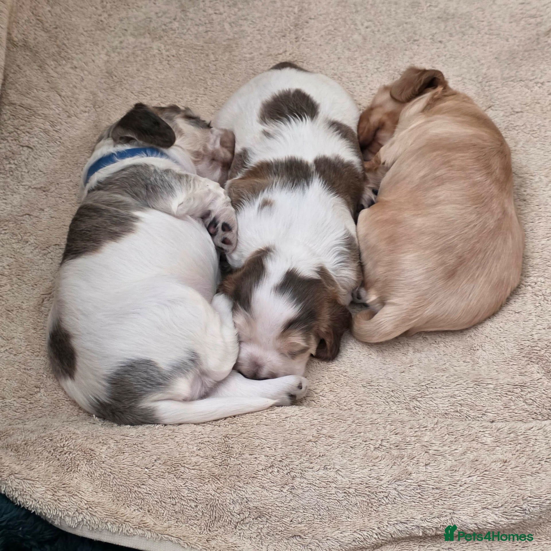 Cocker Spaniel dogs Show type cocker spaniel puppies - Advert 1