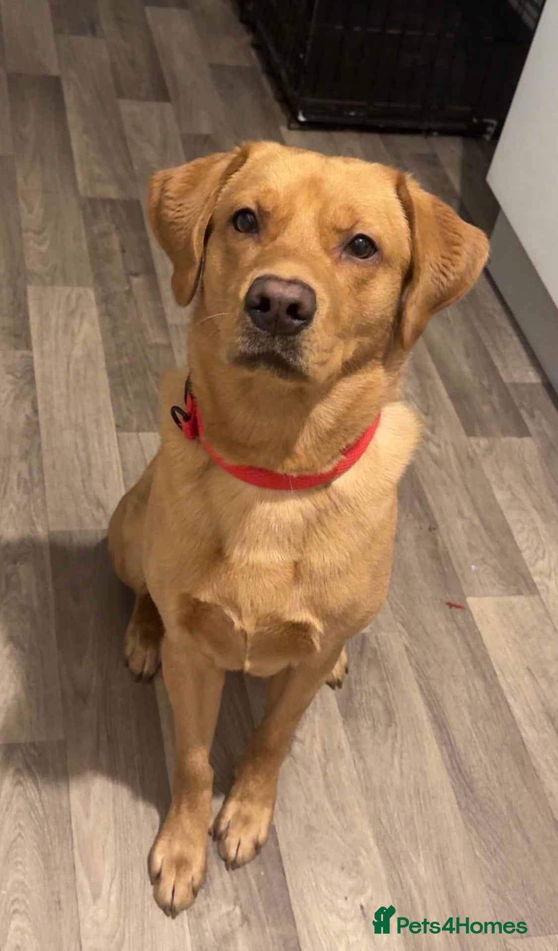 Labrador Retriever dogs Male fox red Labrador for rehome - Advert 14