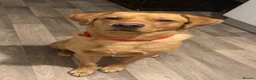Labrador Retriever dogs for sale: Male fox red Labrador for rehome in Hull - Advert 1