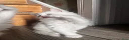 Turkish Angora cats for sale: Turkish Angora Playful Kittens - Advert 32