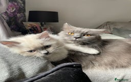 Ragdoll cats for sale: 3 Year Old Beautiful Female Ragdoll  - Image 24