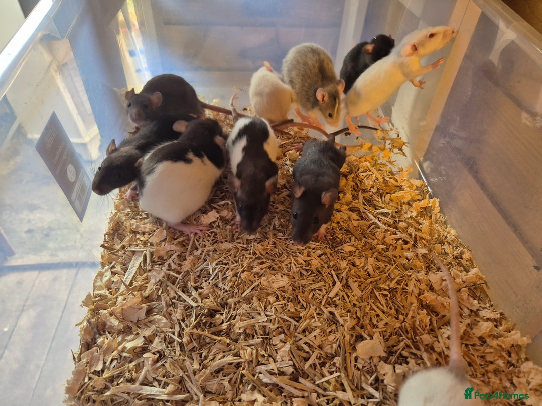 Rat rodents for sale:  top eared baby rats  - Image 2