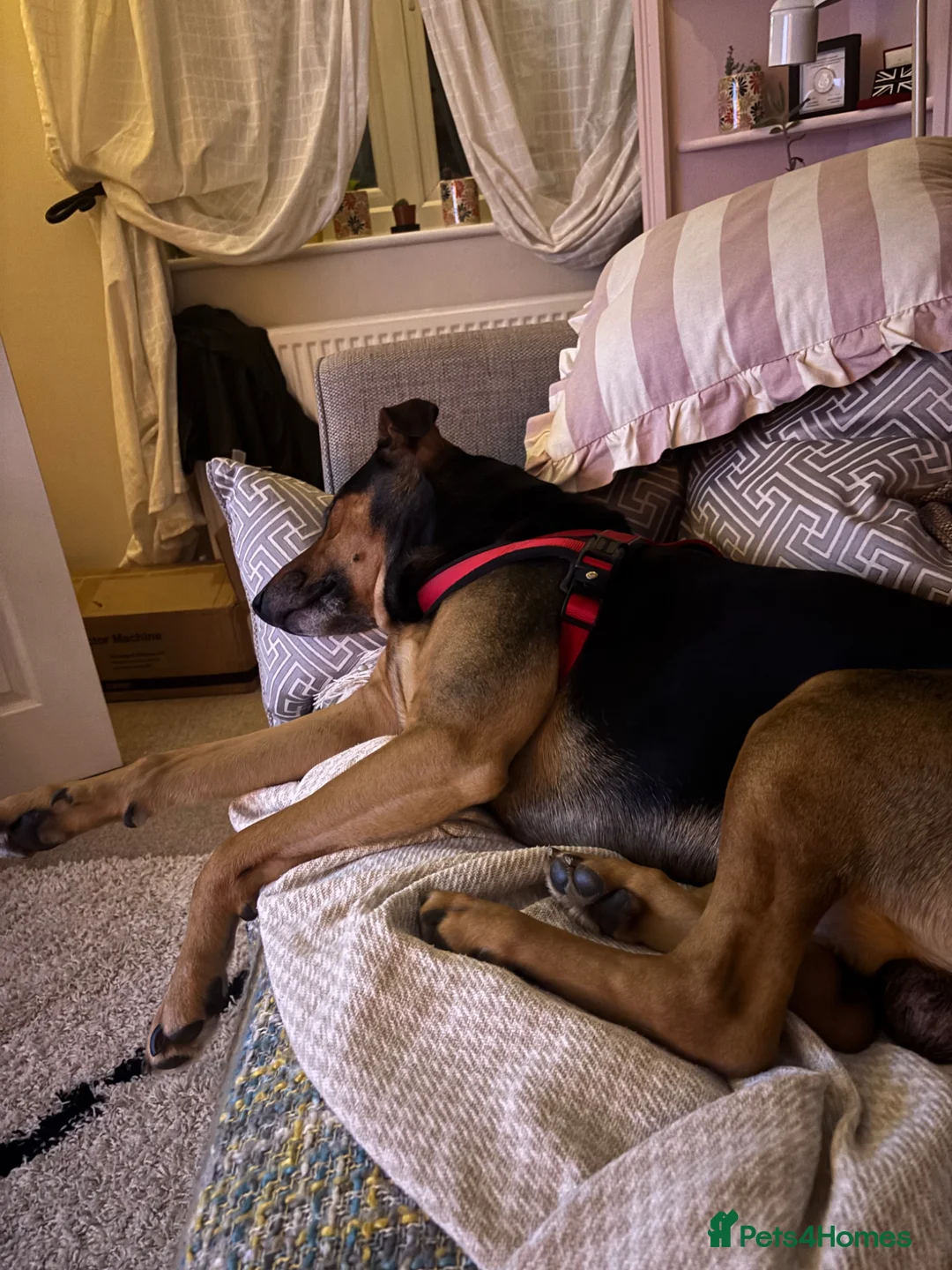 Mixed Breed dogs for sale: 6 year old mixed breed Male free to loving home  in Bridgend - Advert 7