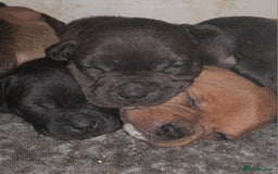 Staffordshire Bull Terrier dogs for sale: Blue Staffordshire Bull Terrier - Image 11