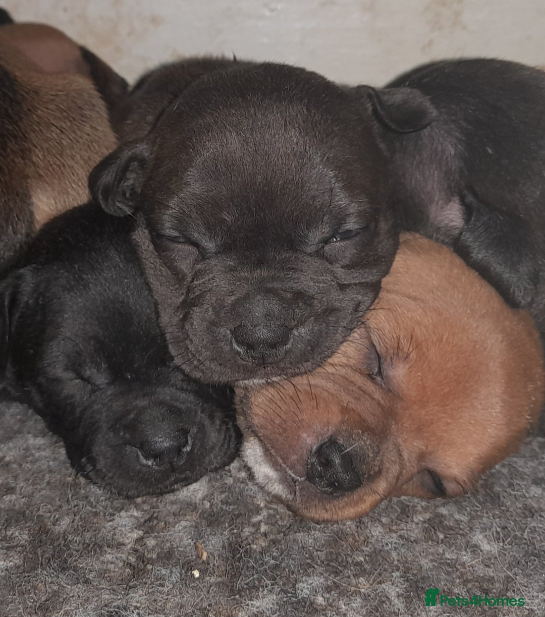 Staffordshire Bull Terrier dogs for sale: Blue Staffordshire Bull Terrier - Image 11