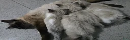 Ragdoll cats for sale: Sky kittens 😸 ♥️  - Advert 10