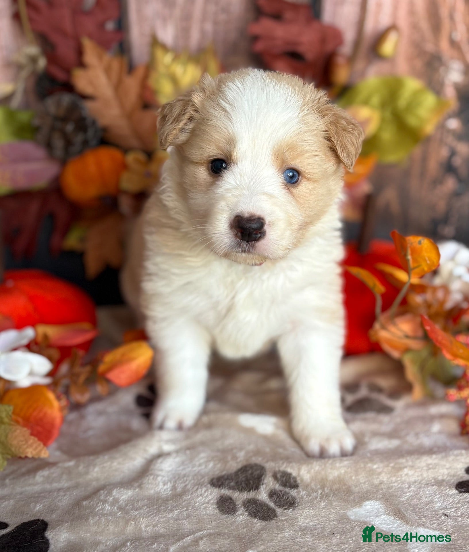 Border Collie dogs Outstanding KC Show Border Collie Puppies - Advert 1