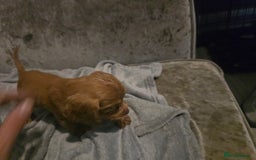 Cocker Spaniel dogs for sale: Two boys cocker spaniel  - Image 2