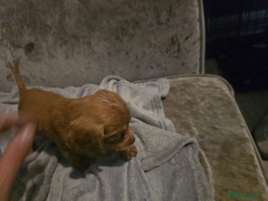 Cocker Spaniel dogs for sale: Two boys cocker spaniel  - Image 2