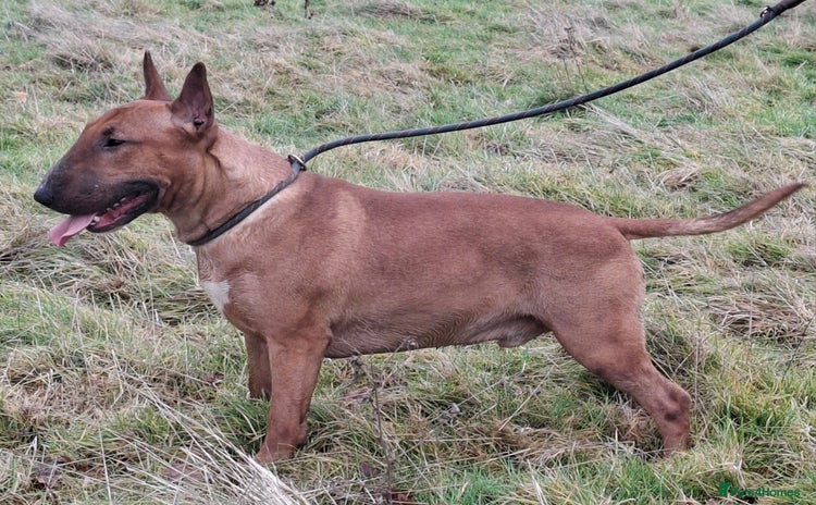 Bull Terrier dogs Lovely Quality 2 and half year old male - Advert 2