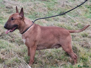 Bull Terrier dogs Lovely Quality 2 and half year old male - Advert 3