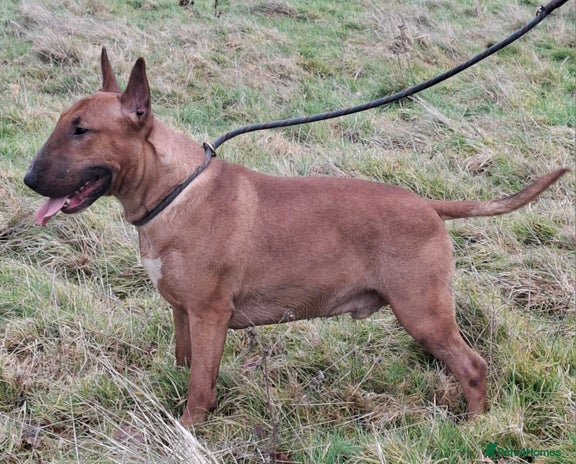 Bull Terrier dogs Lovely Quality 2 and half year old male - Advert 2