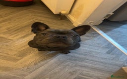 French Bulldog dogs for sale: Beautiful Blue French Bulldog  - Image 2