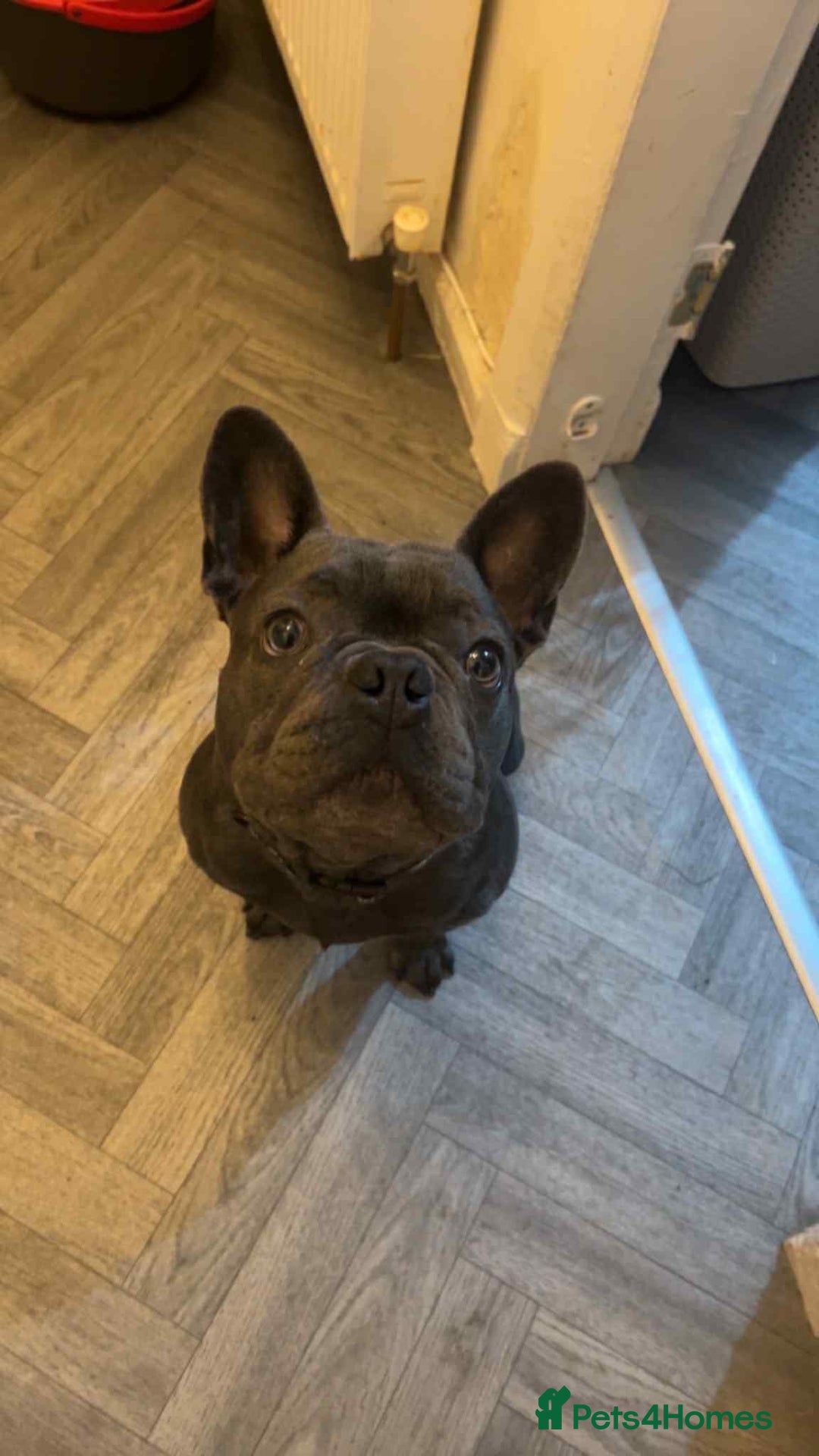 French Bulldog dogs for sale: Beautiful Blue French Bulldog  - Image 2