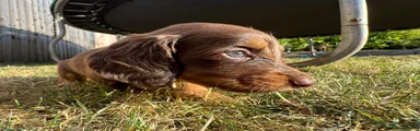 Miniature Dachshund 4