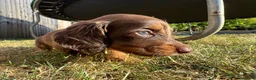 Miniature Dachshund dogs for sale: Long Haired Miniature Dachshund  - Advert 5