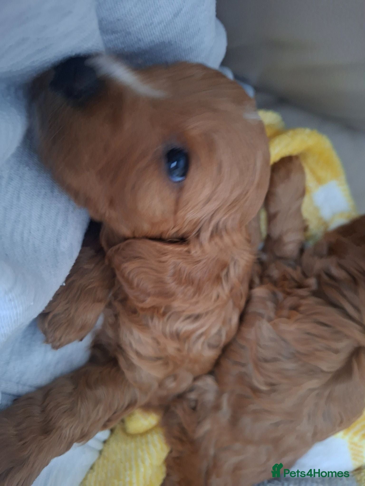 Cockapoo dogs Cockapoo Puppies PRA Clear! 262 DNA tests clear! - Advert 2