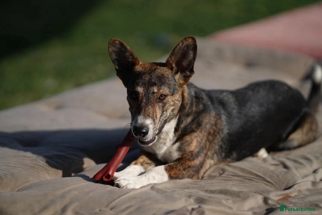 Mixed Breed dogs for adoption: 💖🐾 BILLIE  in Arbroath - Advert 3