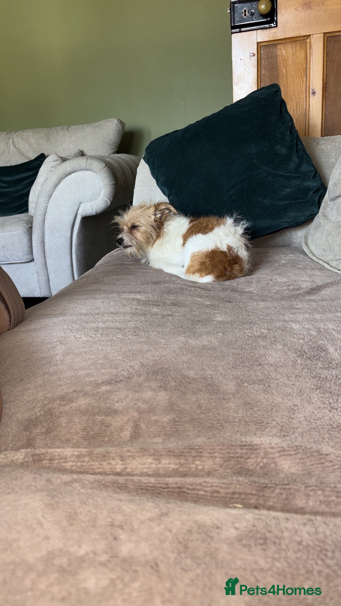 Jack Chi dogs Gizmo - Advert 1